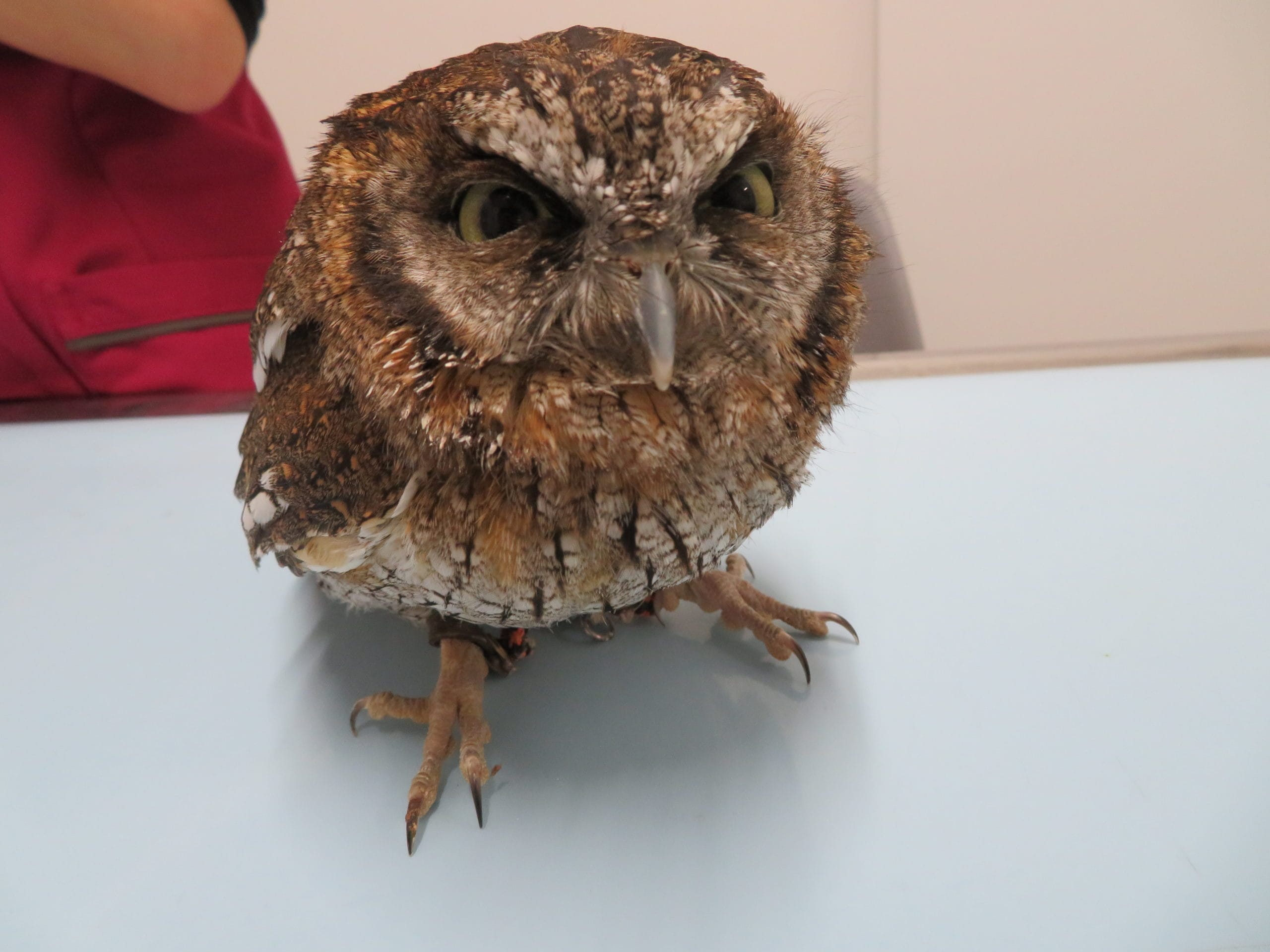 スピックスコノハズクの元気消失 | 横浜エキゾチック動物病院 | 横浜市