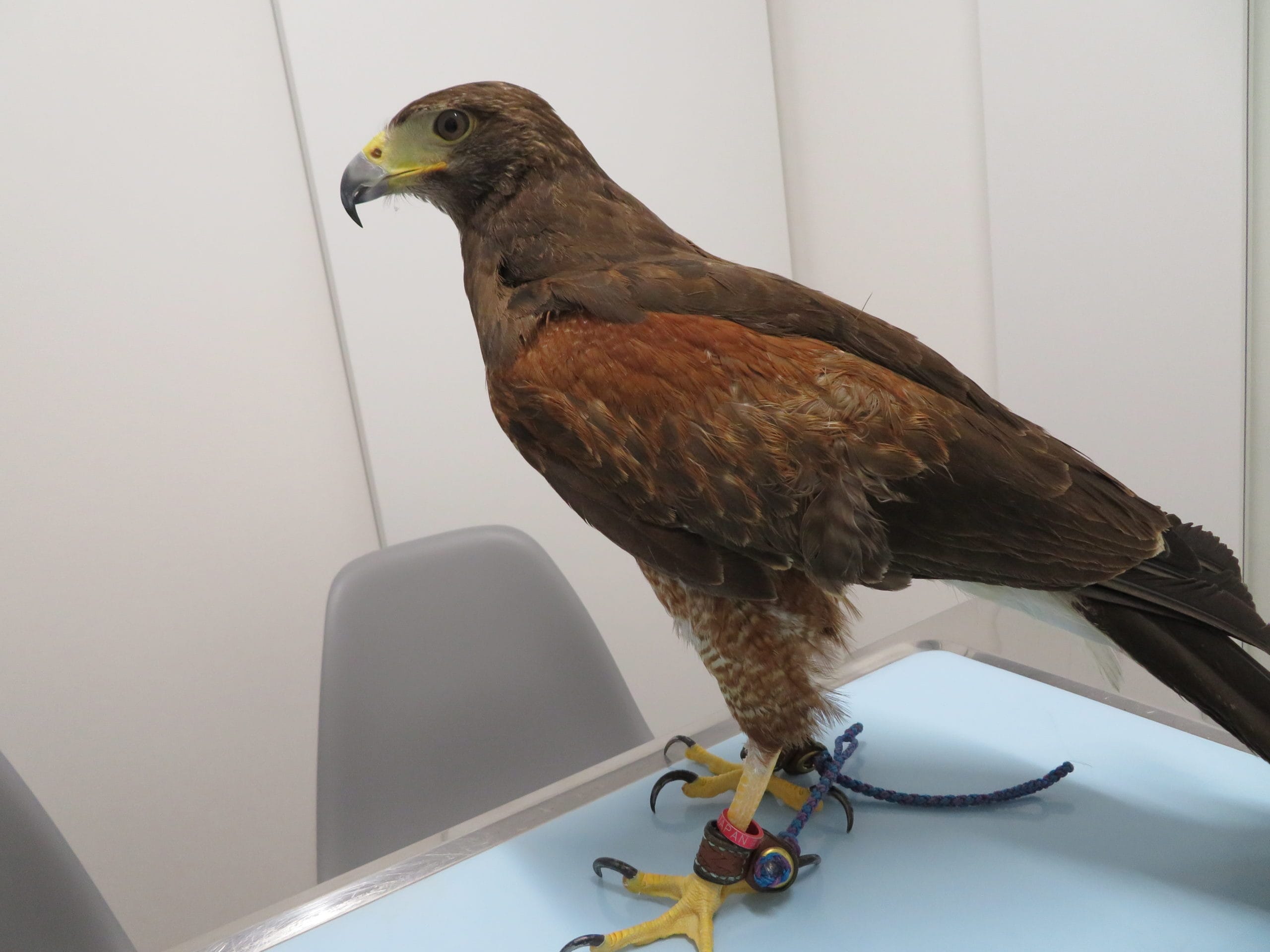 ハリスホークの異物誤飲 | 横浜エキゾチック動物病院 | 横浜市戸塚区