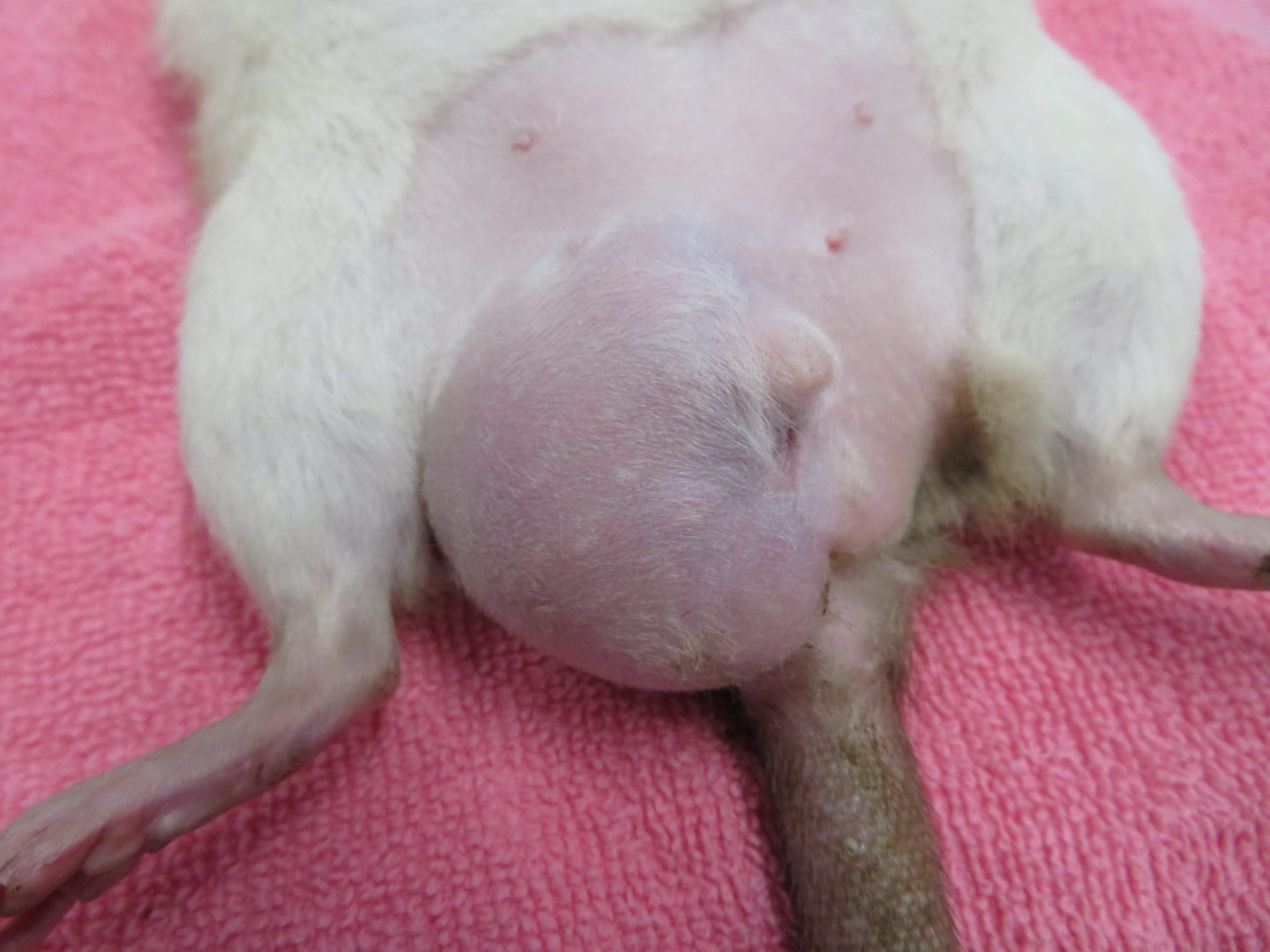 ラットの陰部腫瘍 | 横浜エキゾチック動物病院 | 横浜市戸塚区