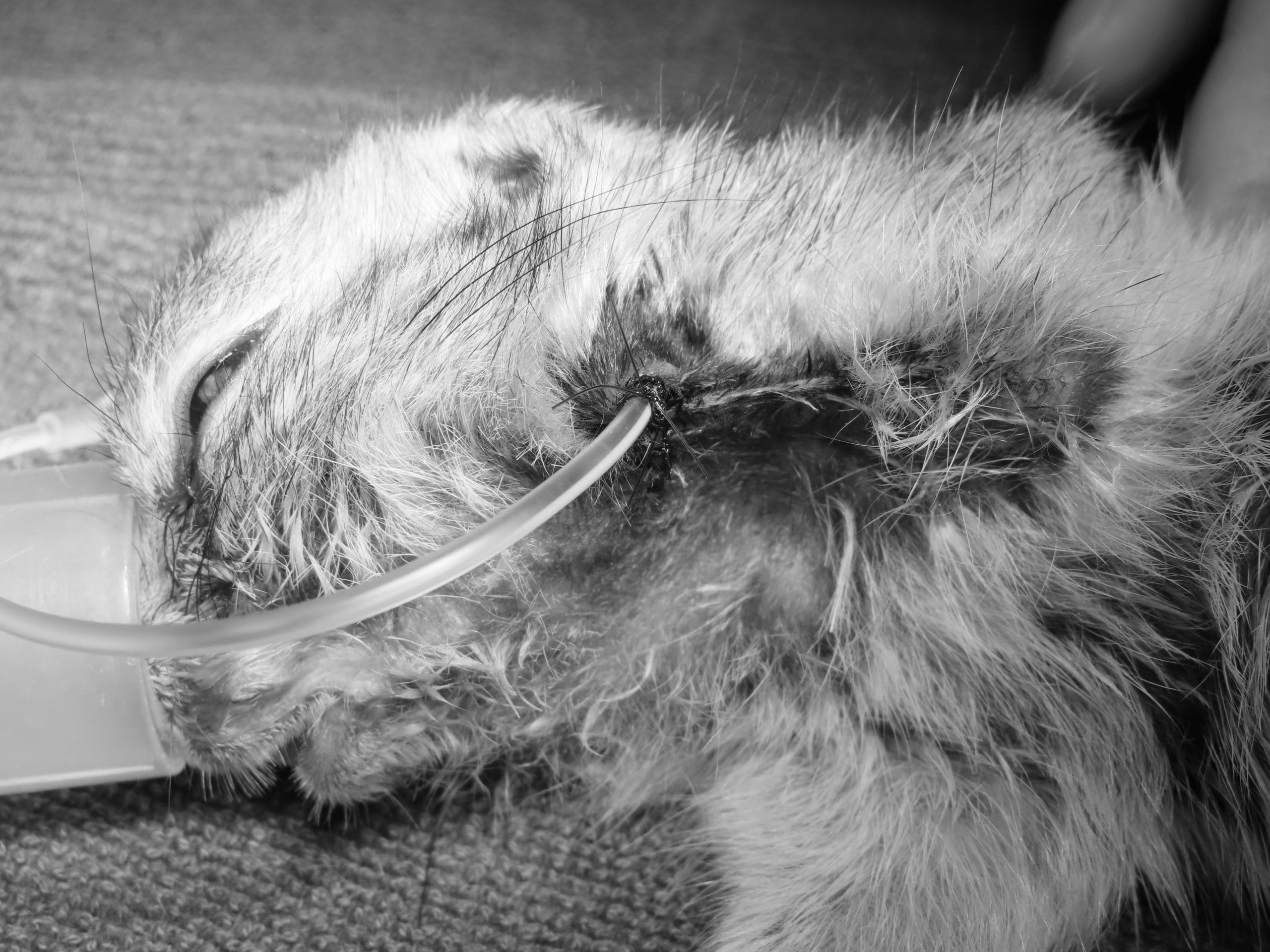 リチャードソンジリスの扁平上皮癌(食道チューブ設置) | 横浜