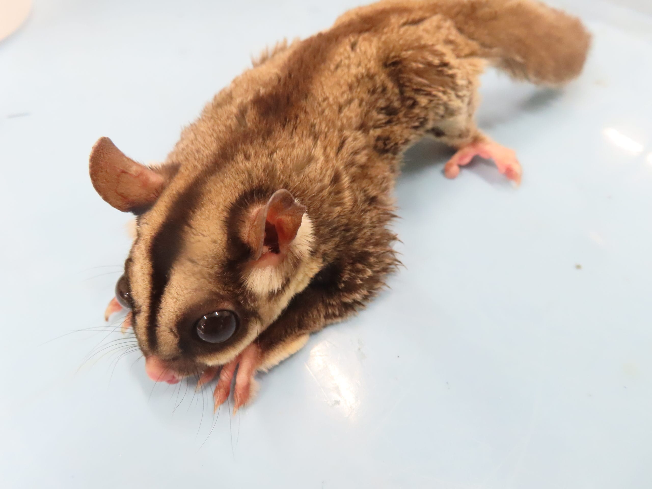 フクロモモンガの代謝性骨疾患 | 横浜エキゾチック動物病院 | 横浜市戸塚区